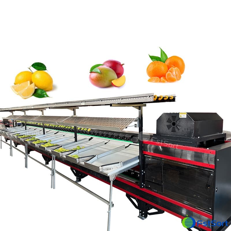 images/1768529683754mango 4.jpg